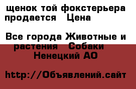 щенок той-фокстерьера продается › Цена ­ 25 000 - Все города Животные и растения » Собаки   . Ненецкий АО